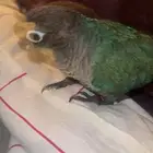 كنيور بلو تشيك