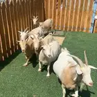 مراح قزميات الوان فاخرة