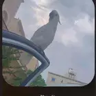 كوكاتو حجم سوبر جامبو فرخ تممم البيع