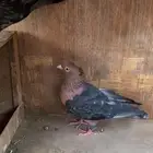 حمام لماع