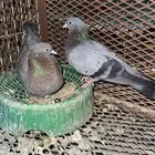 حمام صنعاوي للبيع