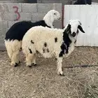 جذعان نجدية