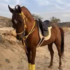 حصان فاخر للبيع