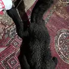 قعود ضيار ولاد اليوم