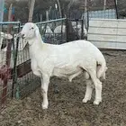 مشاريع طيبه