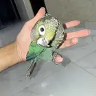 فرخ كنيور بلوشيك