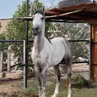 حصان شعبي (اقبل بدل بقعود طابع )
