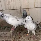 حمام