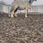 للبيع حريات