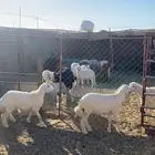 رخال حريه للبيع