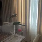 كويكر