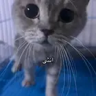 سكوتش فولد