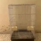 شبك او قص بغبغاء