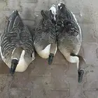 وز عراقي القنفذة القوز