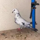 جوز قطيفي