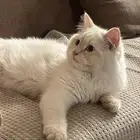 قطة هملايا