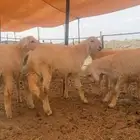 بهم ذبايح اعمار من 3 شهور الى اربع شهور نضيف