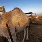ابل