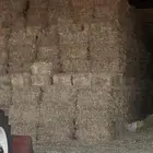 هيبان ومخلوط