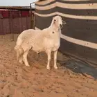 خروف حري فحل