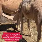 قعود مفرود شراكه على 10 اجزاء