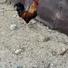 ديك ودجاج