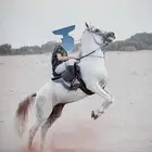 حصان مصري بيور