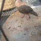 حجل ذكر