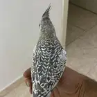 كروان هولندي