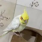 للبيع كروان لاتينو اليف