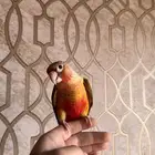 كنيور اناناس رد فاكتور هدد
