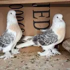 تركي ثلجي مهجن منقا