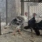 ديك رومي للبيع