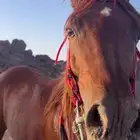 حصان واهو ورق حصان معه كسبات حراره