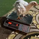 دجاج لاحم فاخر