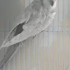 جوز كروان اميرالد