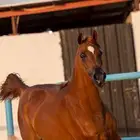 فرس عربيه أصيله واهو