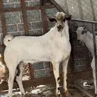 فحولها صنف للبيع