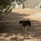 هاسكي