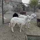 3 رخال سمان وطيبه