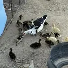 بطه عليها فروخ