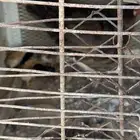 دجاجه معها 6 صيصان