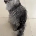 قط شيرازي العمر سنه