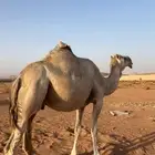 للبيع ثلاث لقحات