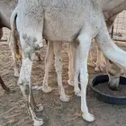 قعود ناهي حوار