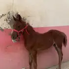 ثلاثه في واحد فرس تحتها مهره ولقاح شرط على الدكتور
