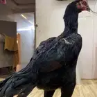 ذكر ألماني للبيع على السوم صوره هذا لها حوالي شهر