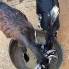 تيس وجفره طيبات