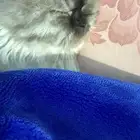 قطة همالايا للبيع