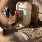 ديك و دجاجه مفرخه عربي ماكنتوش